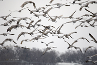 Sandhill Cranes 3568